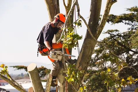 manchester tree surgeon

